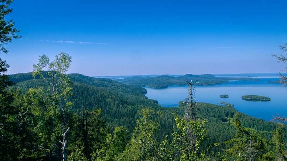 a lake surrounded by trees