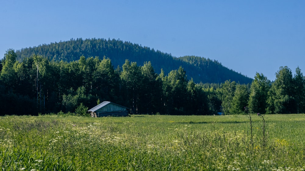 a house in a field of grass with trees in the background