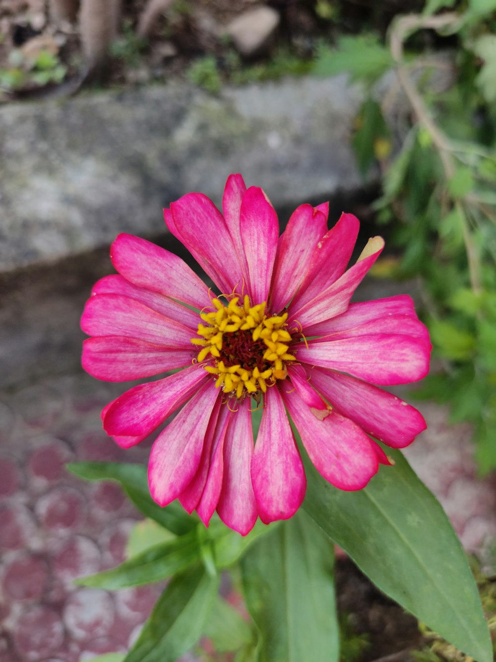 a pink flower with green leaves