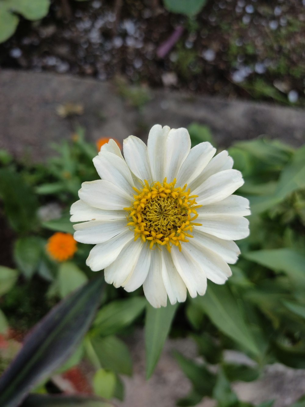 a white flower with yellow center