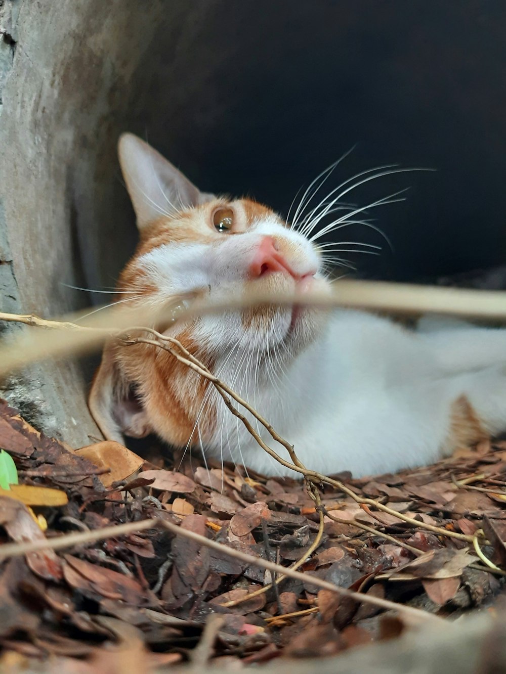 a rat with a mouse in its mouth