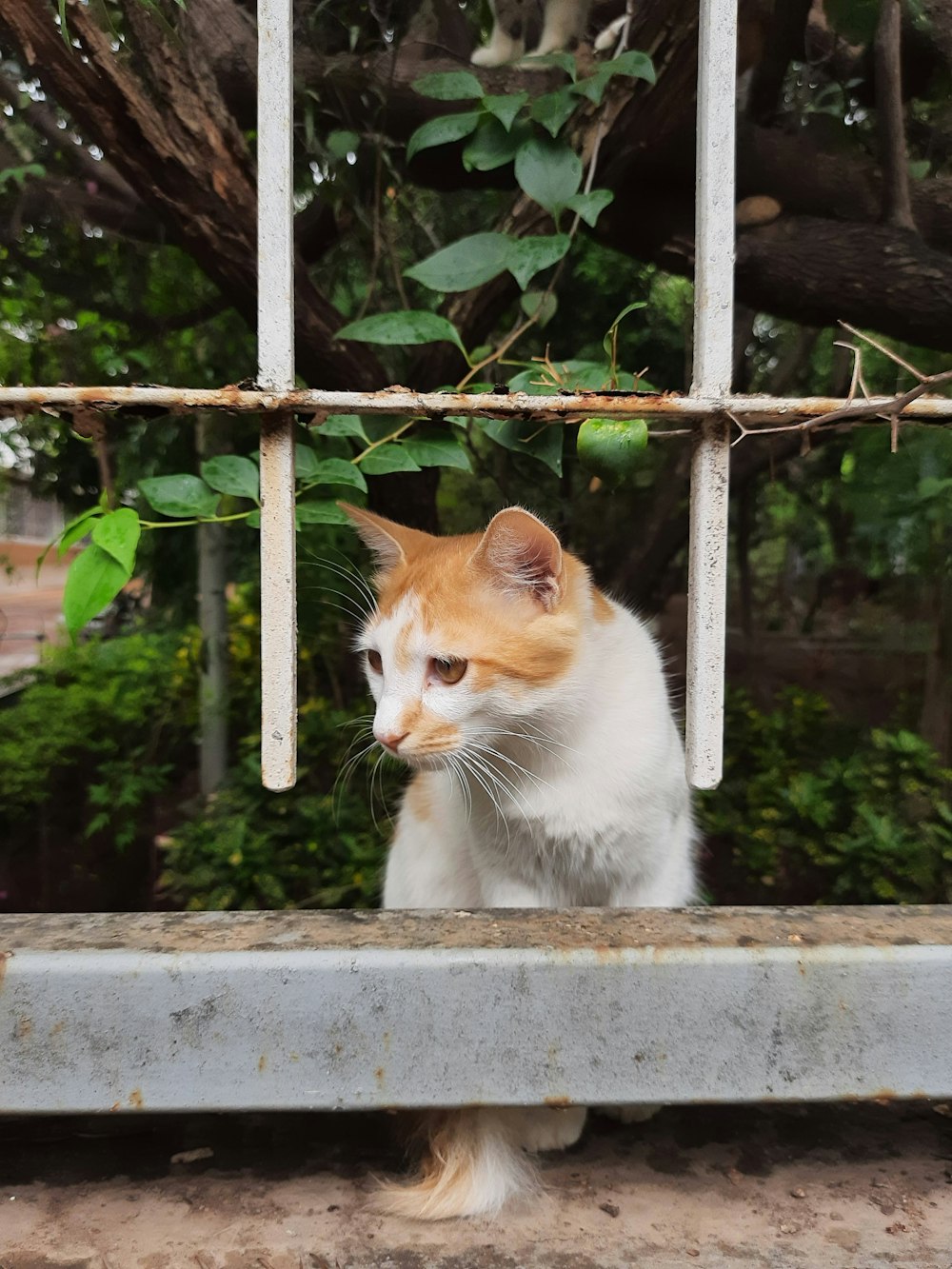 a cat sitting on a ledge