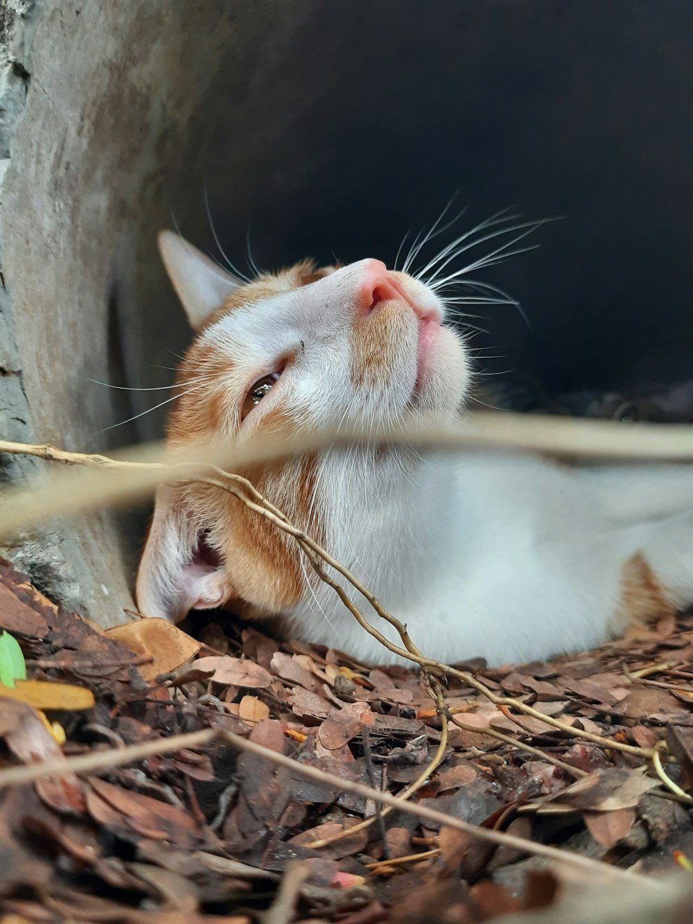 a white rodent in a cage