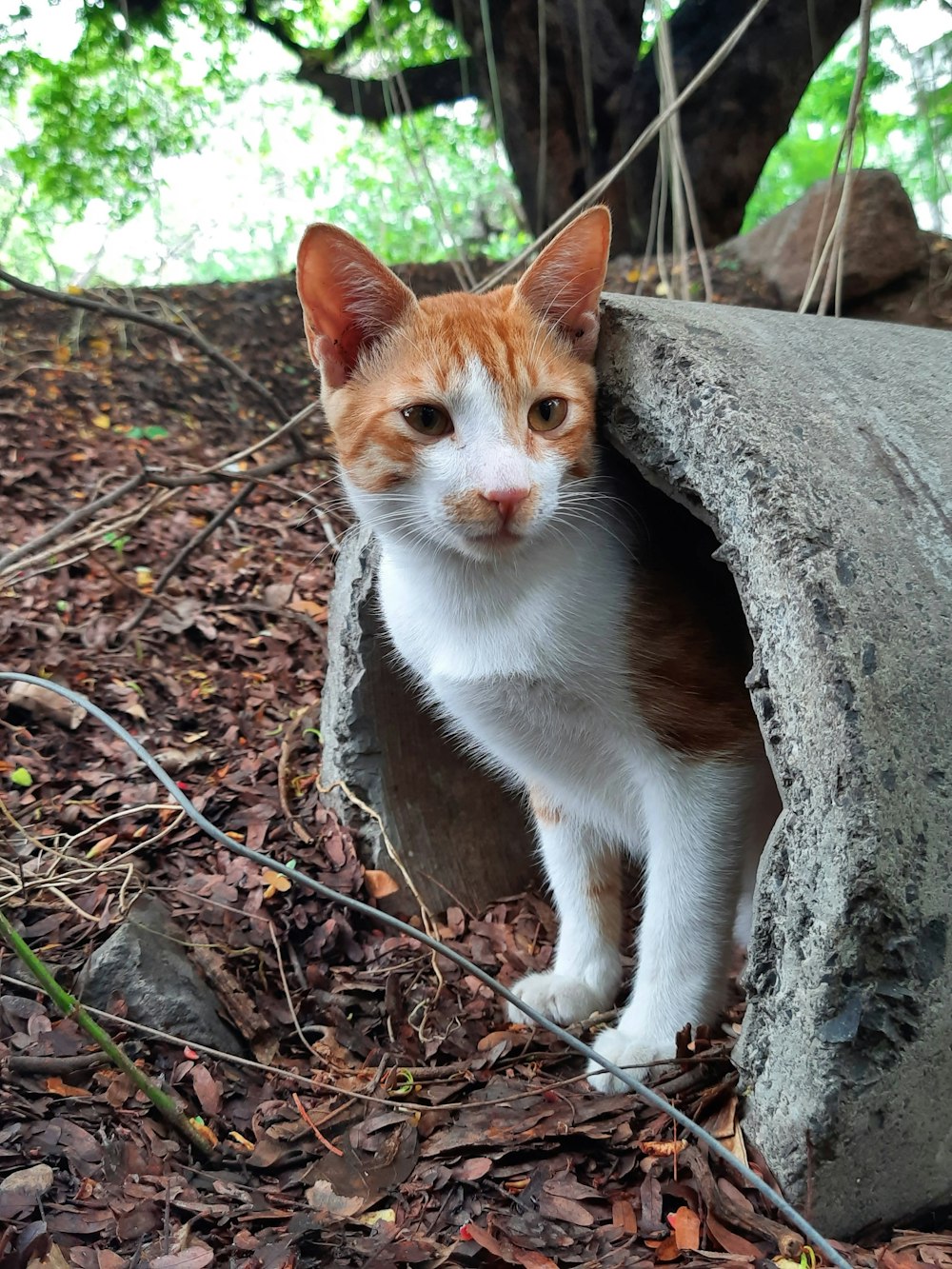 a cat standing on a rock