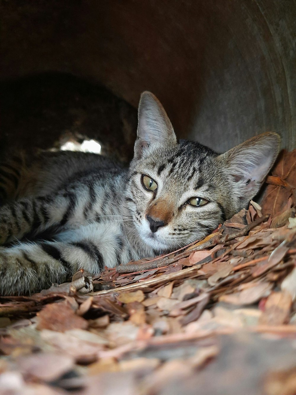 a cat lying on leaves