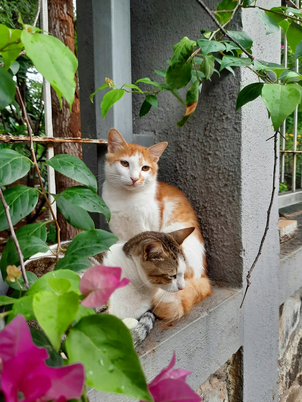 a couple of cats sitting on a tree branch