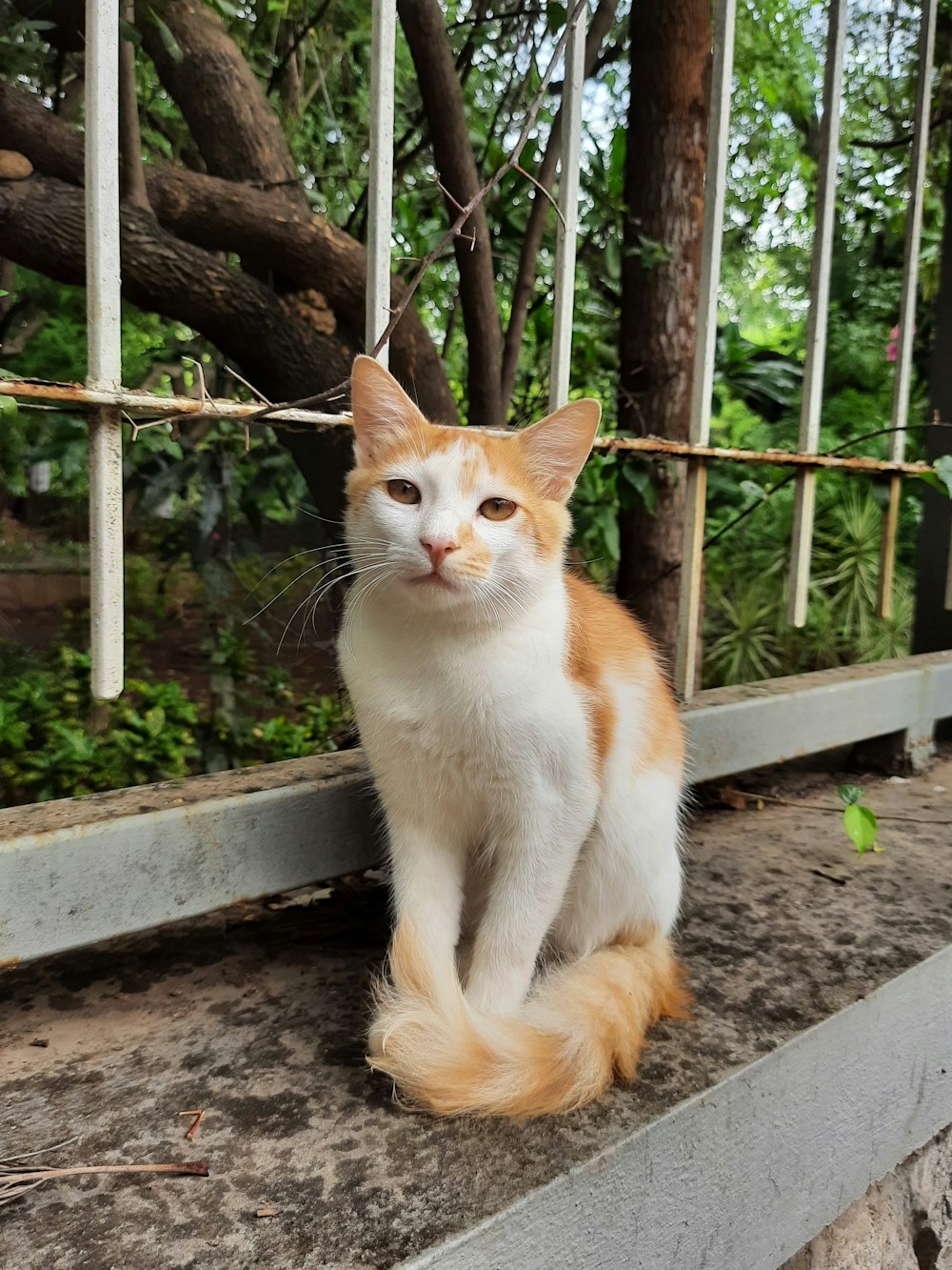 a cat sitting on a ledge