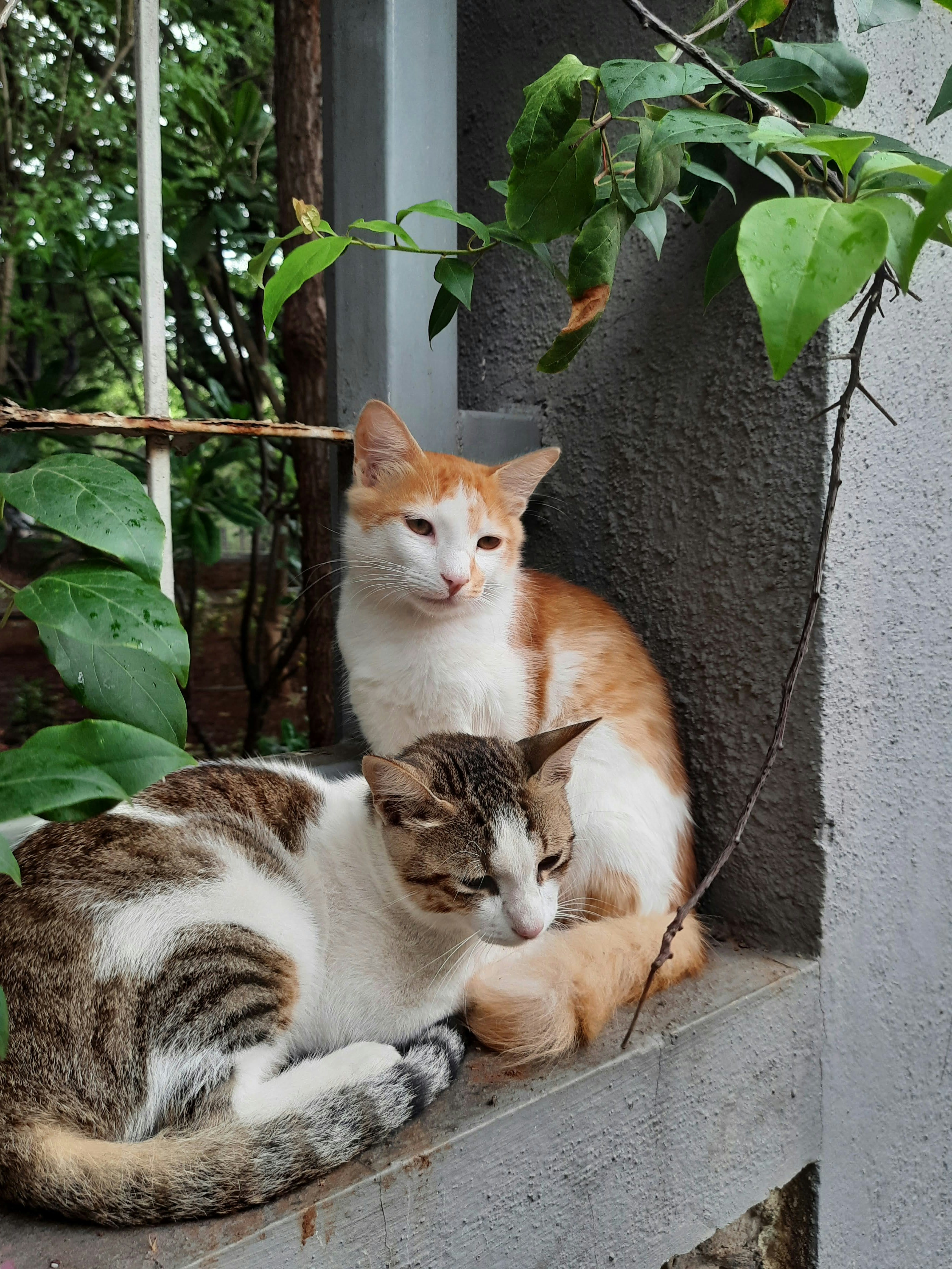 No description was provided by the creator. Sorry. I am sure the next one will have one! Please reload.