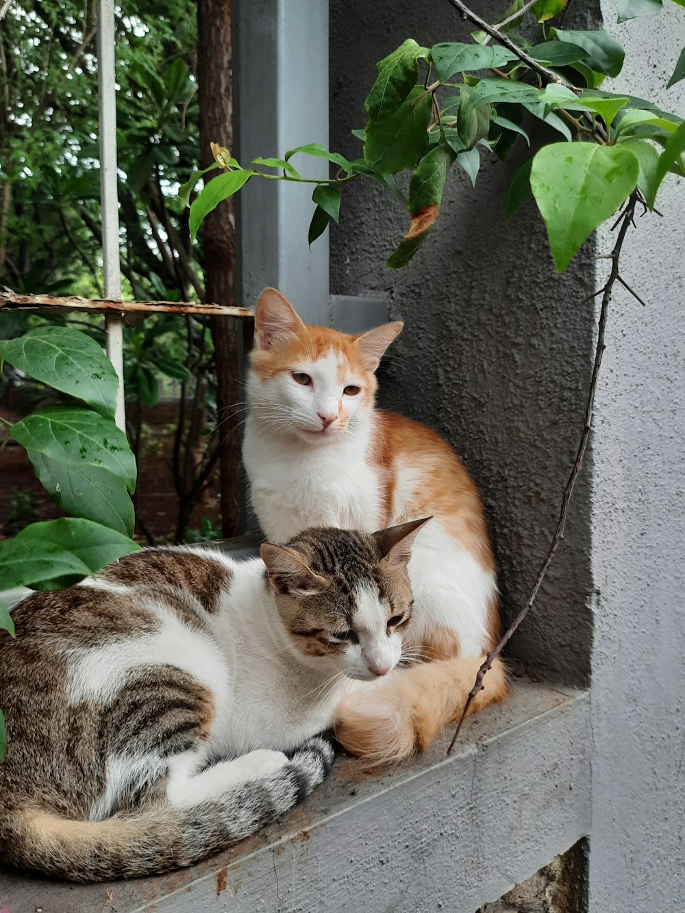 a group of cats sitting on a ledge