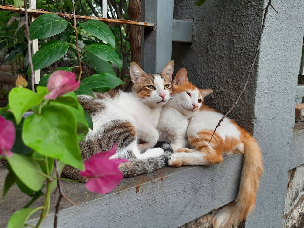 a group of cats sitting on a ledge