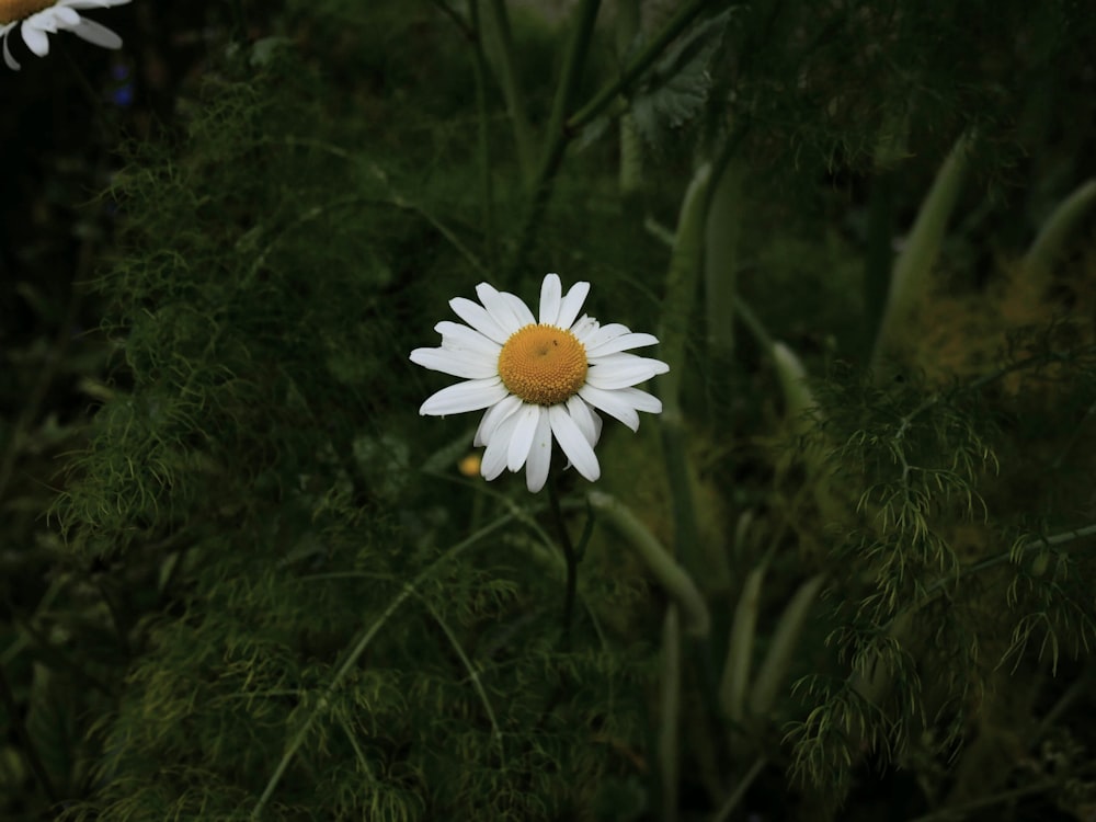 a white flower in a bush