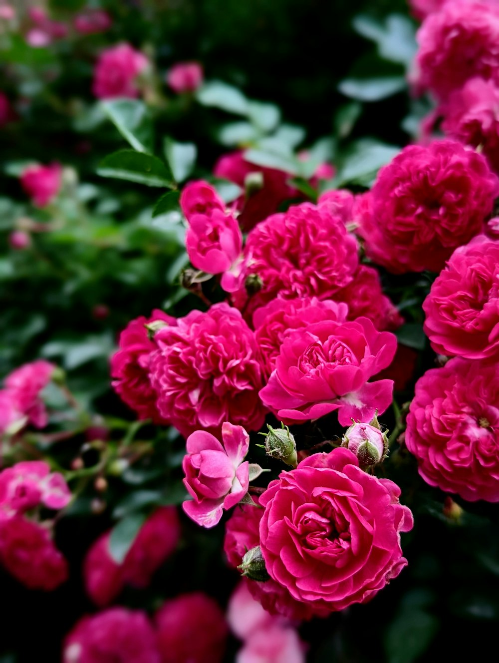 a group of pink flowers