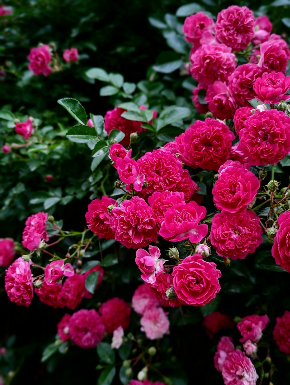 a group of pink flowers