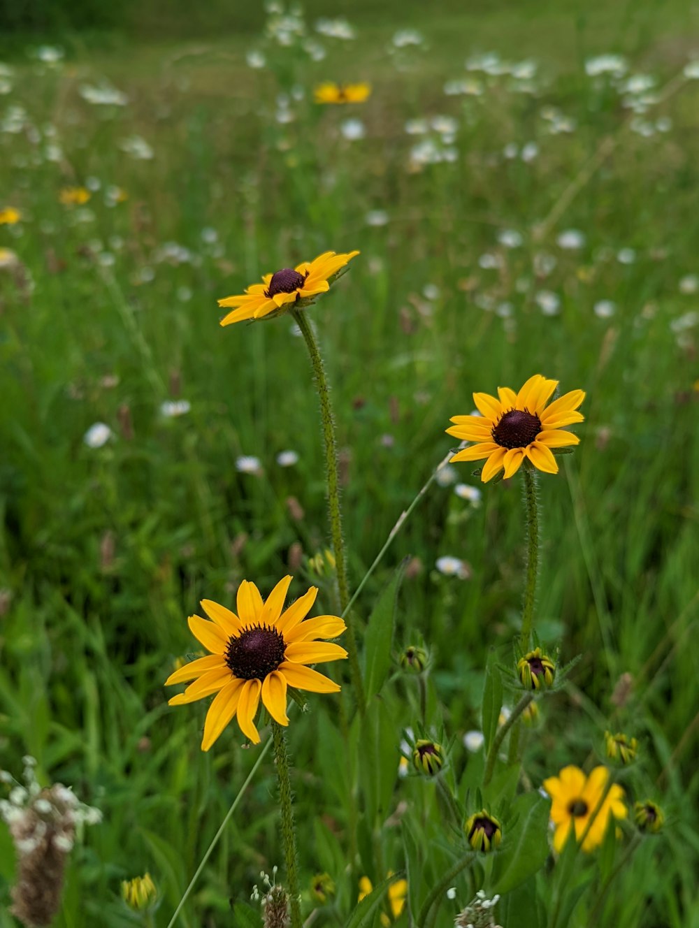 a bee on a flower