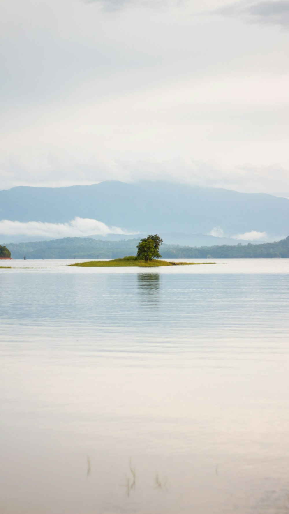 a small island in a body of water with a tree on it