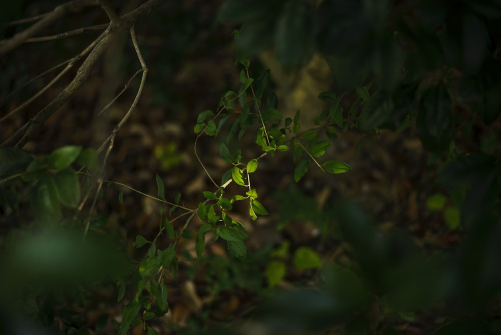 close up of a plant