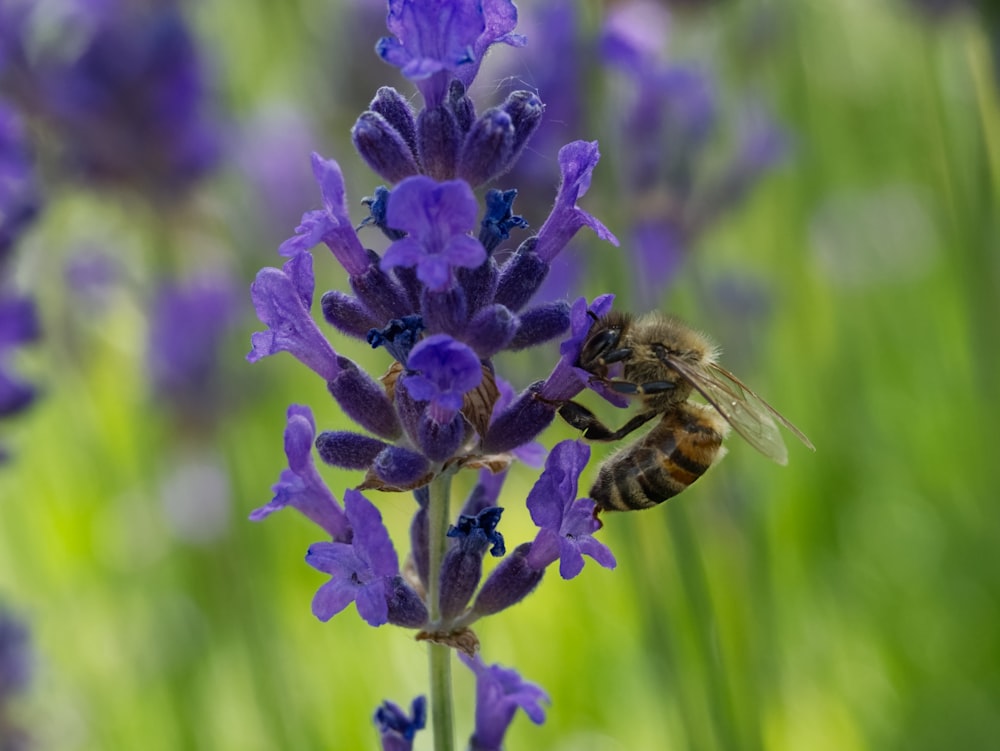 a bee on a purple flower