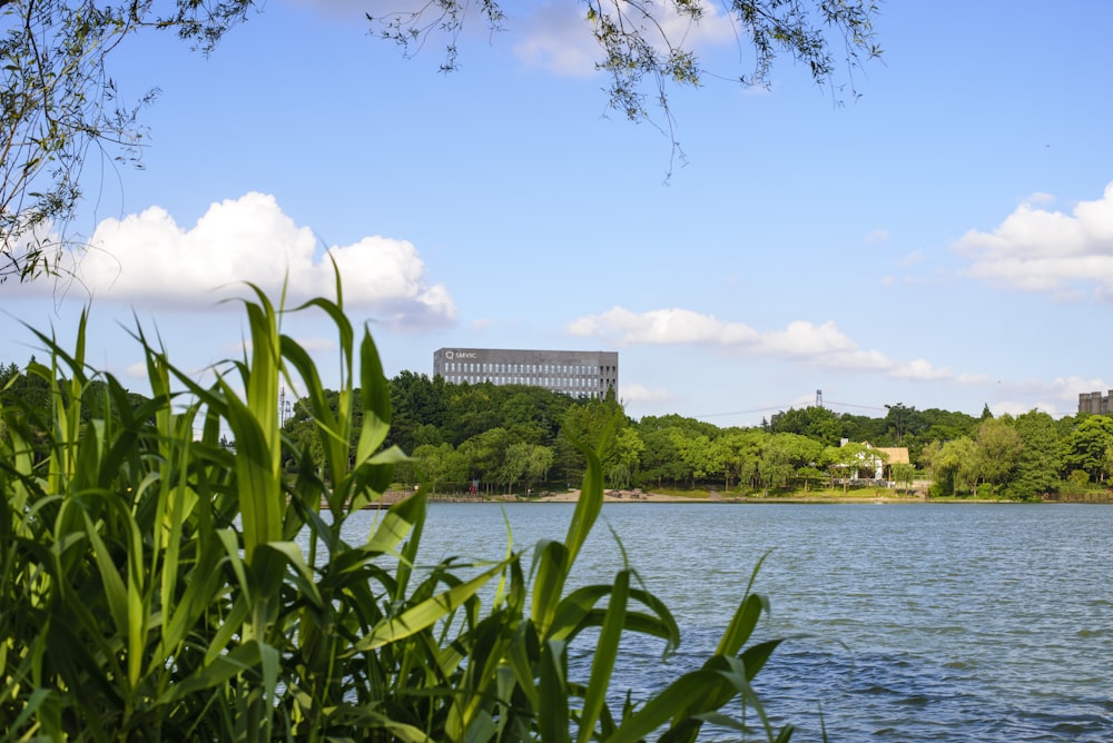 a body of water with plants and trees around it