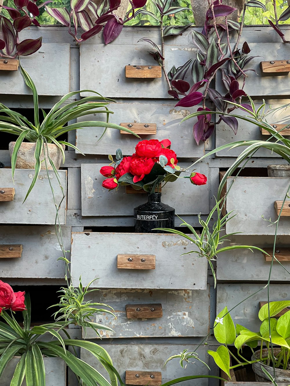 a plant with red flowers