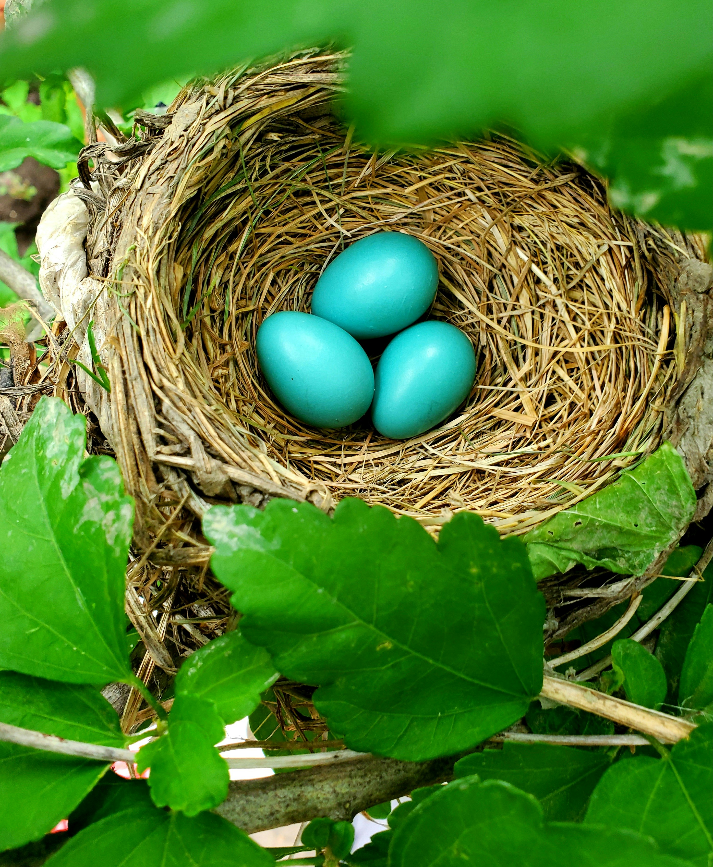 Somatic healing for pregnancy loss and birth trauma Charlotte NC