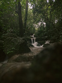 The image depicts a serene forest scene with a small cascading waterfall flowing over moss-covered rocks. Tall trees with dense foliage surround the area, creating a lush and tranquil atmosphere. The water appears clear and fresh, further enhancing the natural beauty of the setting.