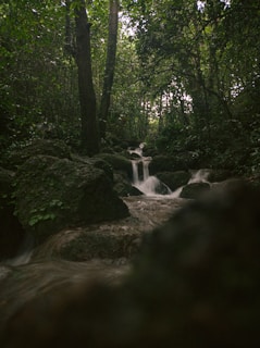The image depicts a serene forest scene with a small cascading waterfall flowing over moss-covered rocks. Tall trees with dense foliage surround the area, creating a lush and tranquil atmosphere. The water appears clear and fresh, further enhancing the natural beauty of the setting.