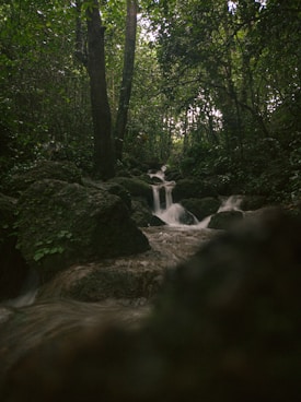 The image depicts a serene forest scene with a small cascading waterfall flowing over moss-covered rocks. Tall trees with dense foliage surround the area, creating a lush and tranquil atmosphere. The water appears clear and fresh, further enhancing the natural beauty of the setting.