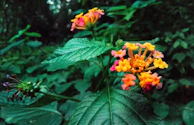 A close-up of vibrant tropical flowers blooming in a hidden garden in Bangladesh.