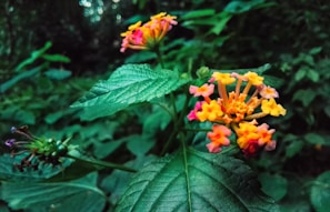 Close-up of vibrant tropical flowers blooming in the natural park, highlighting the rich biodiversity.
