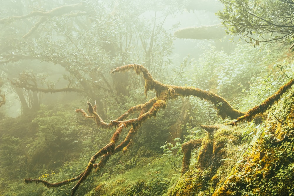 a group of trees in a foggy forest