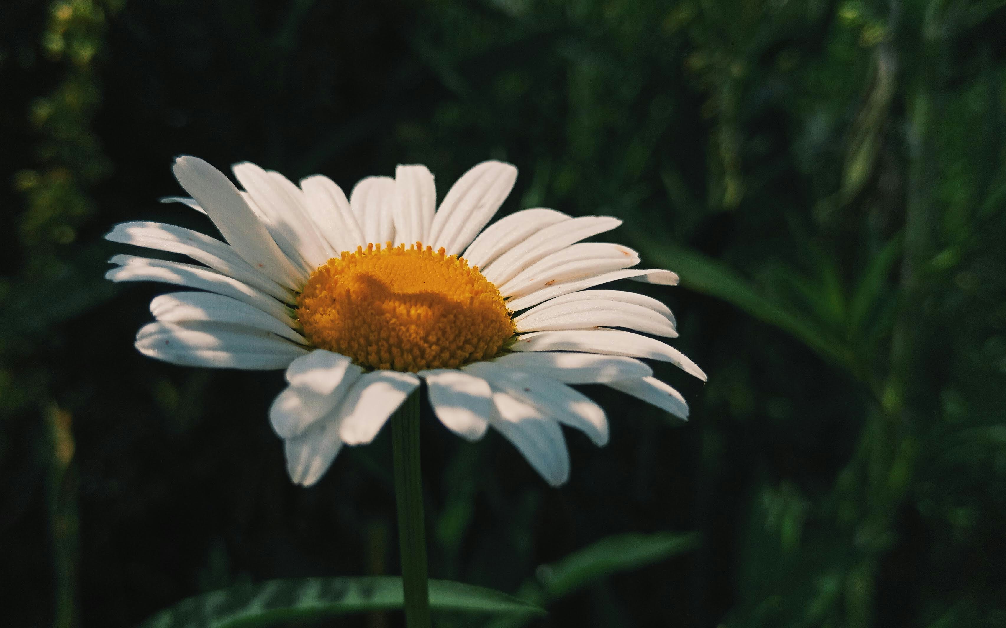 Photo by linusbelanger