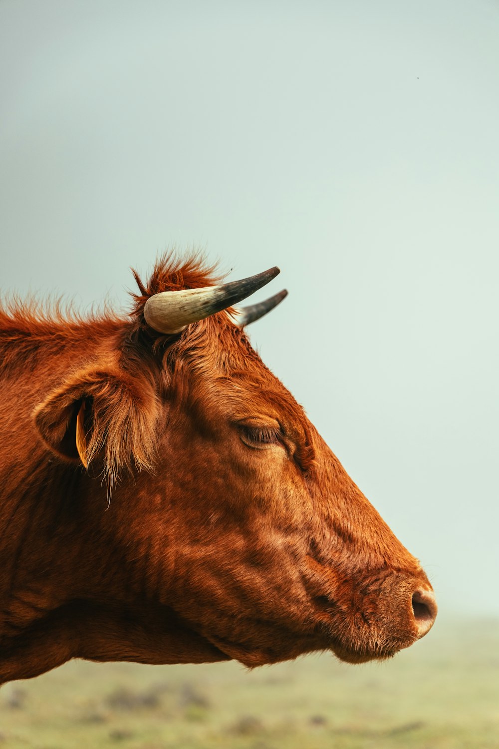 a brown cow with horns