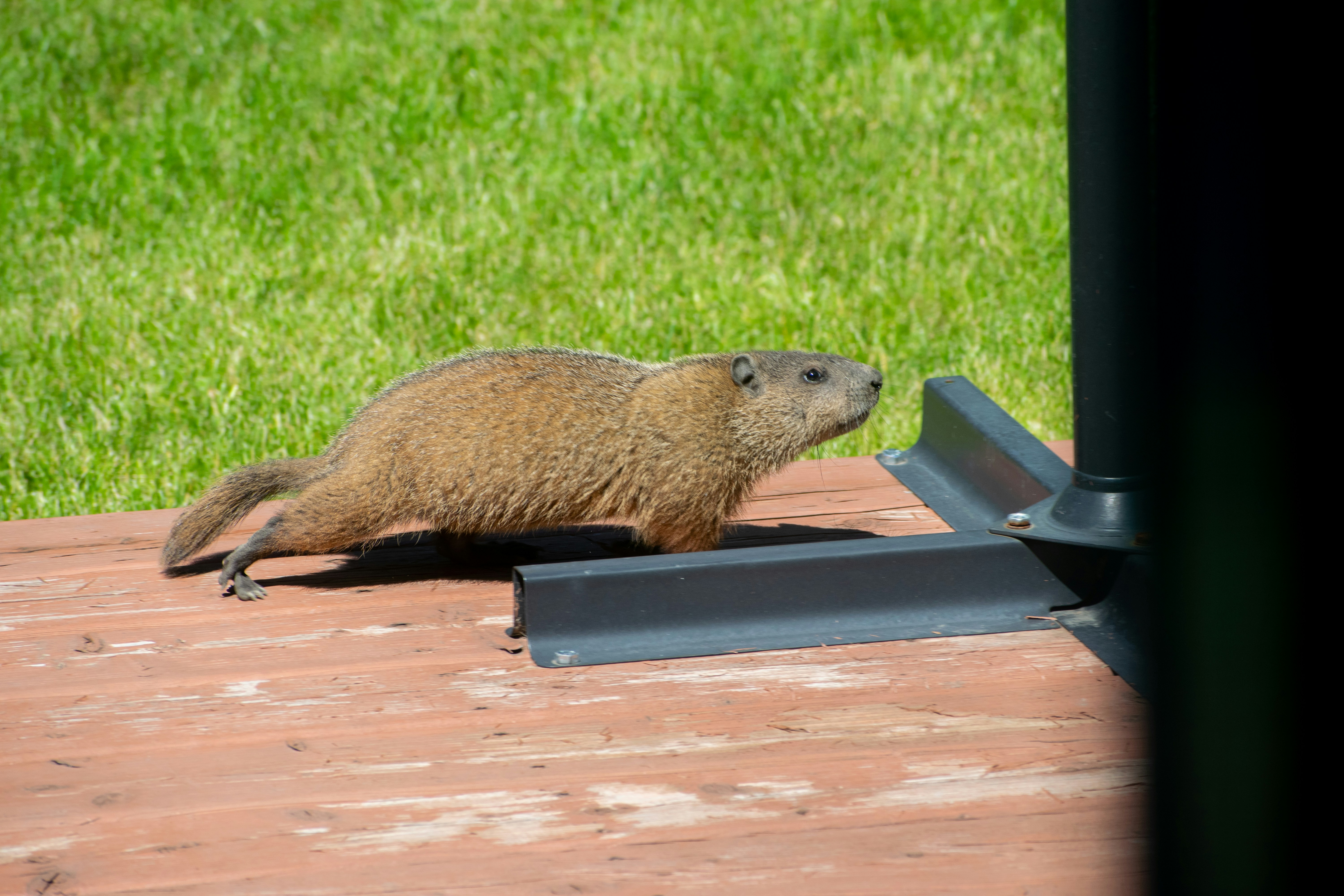 a small animal on a wood surface
