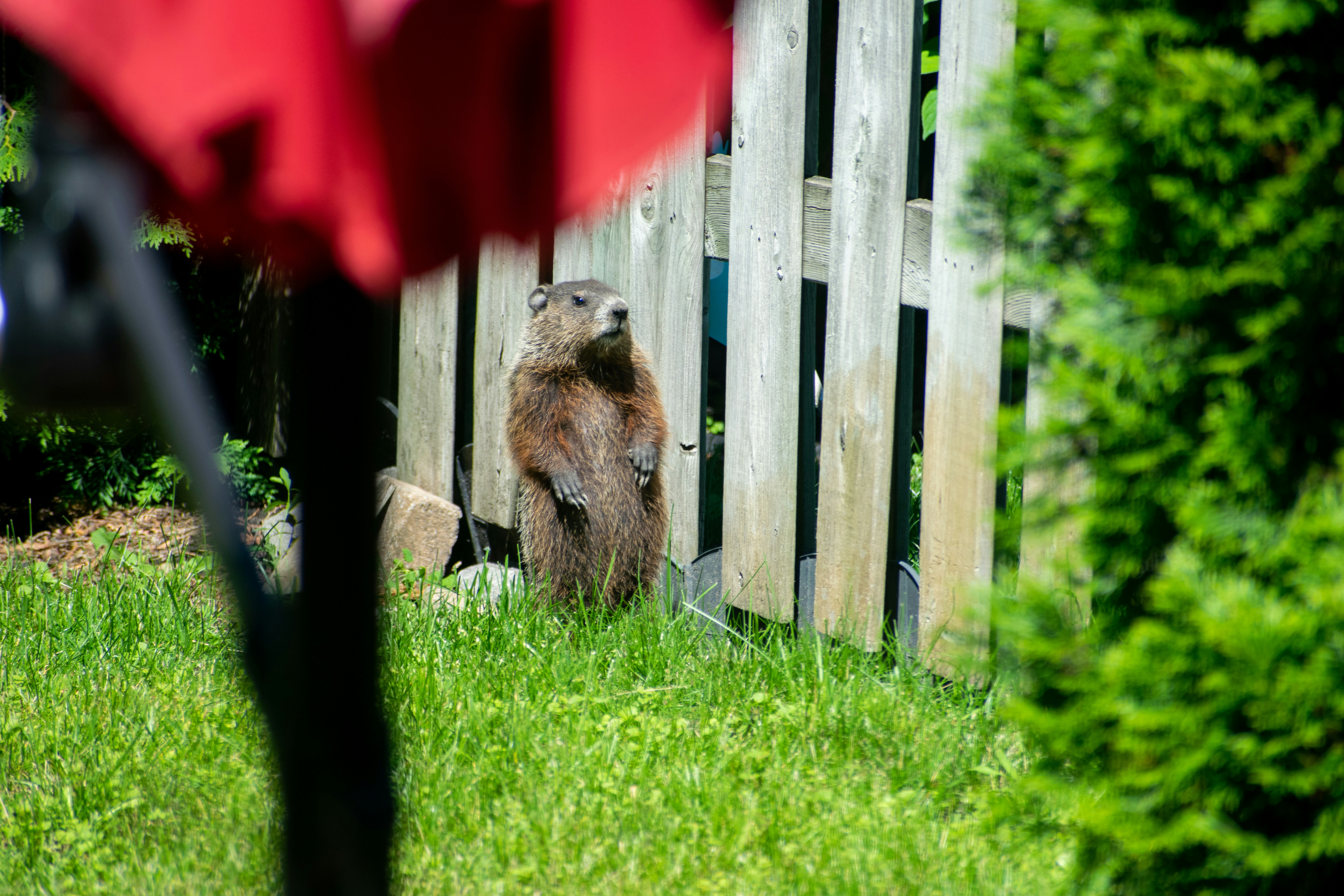 a bear standing on a fence