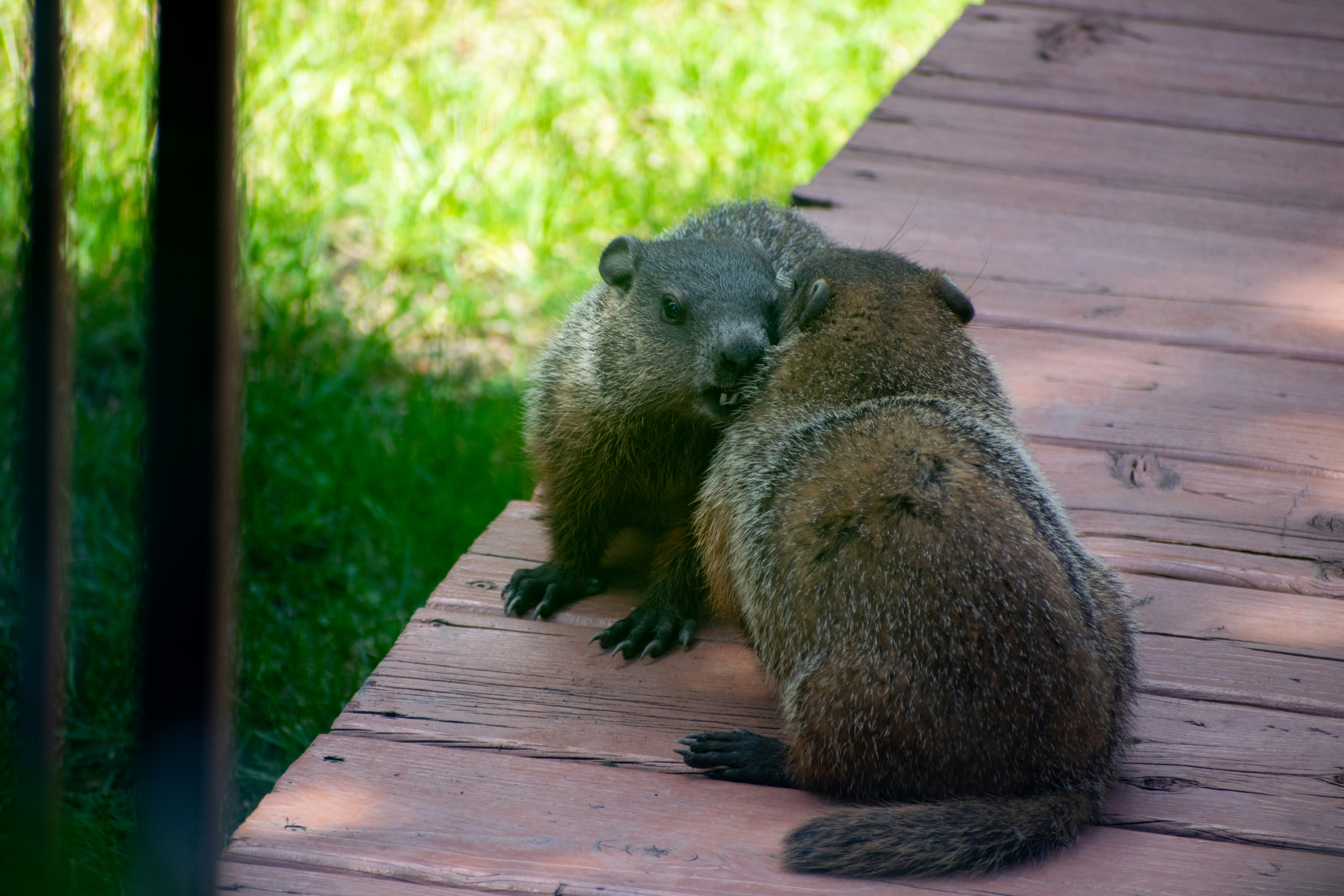 two animals on a wood deck
