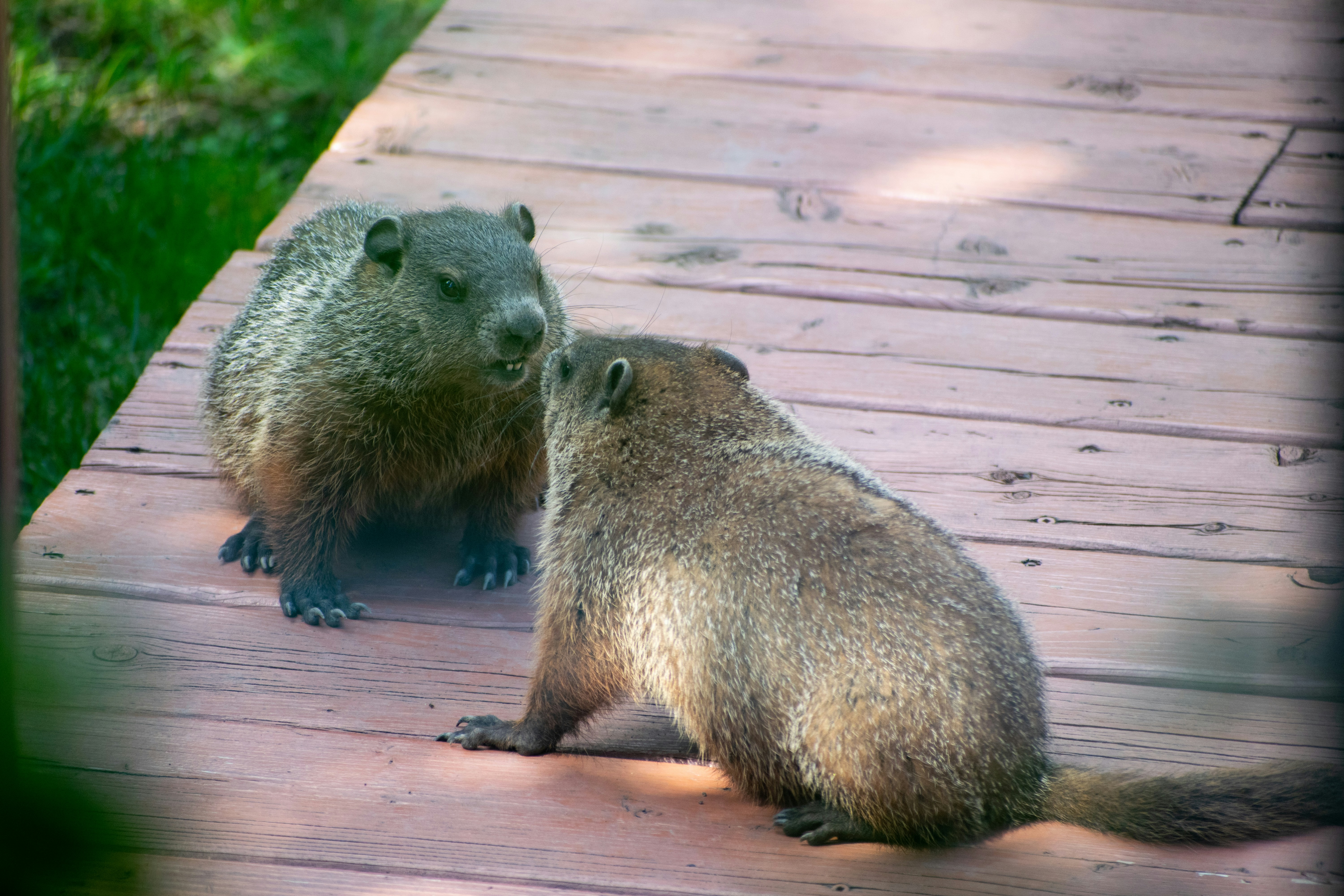 two animals on a wood deck