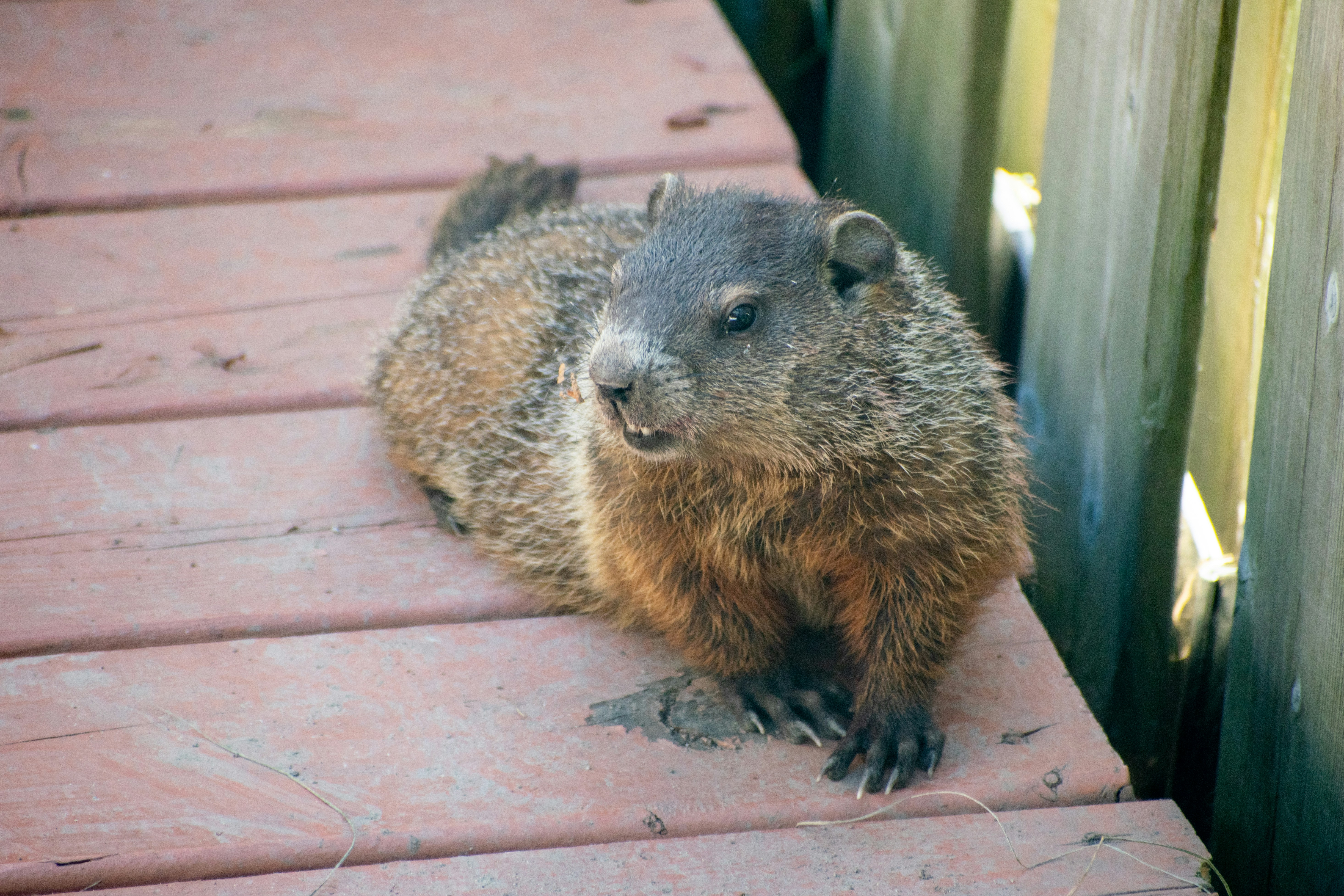 a squirrel on a brick surface