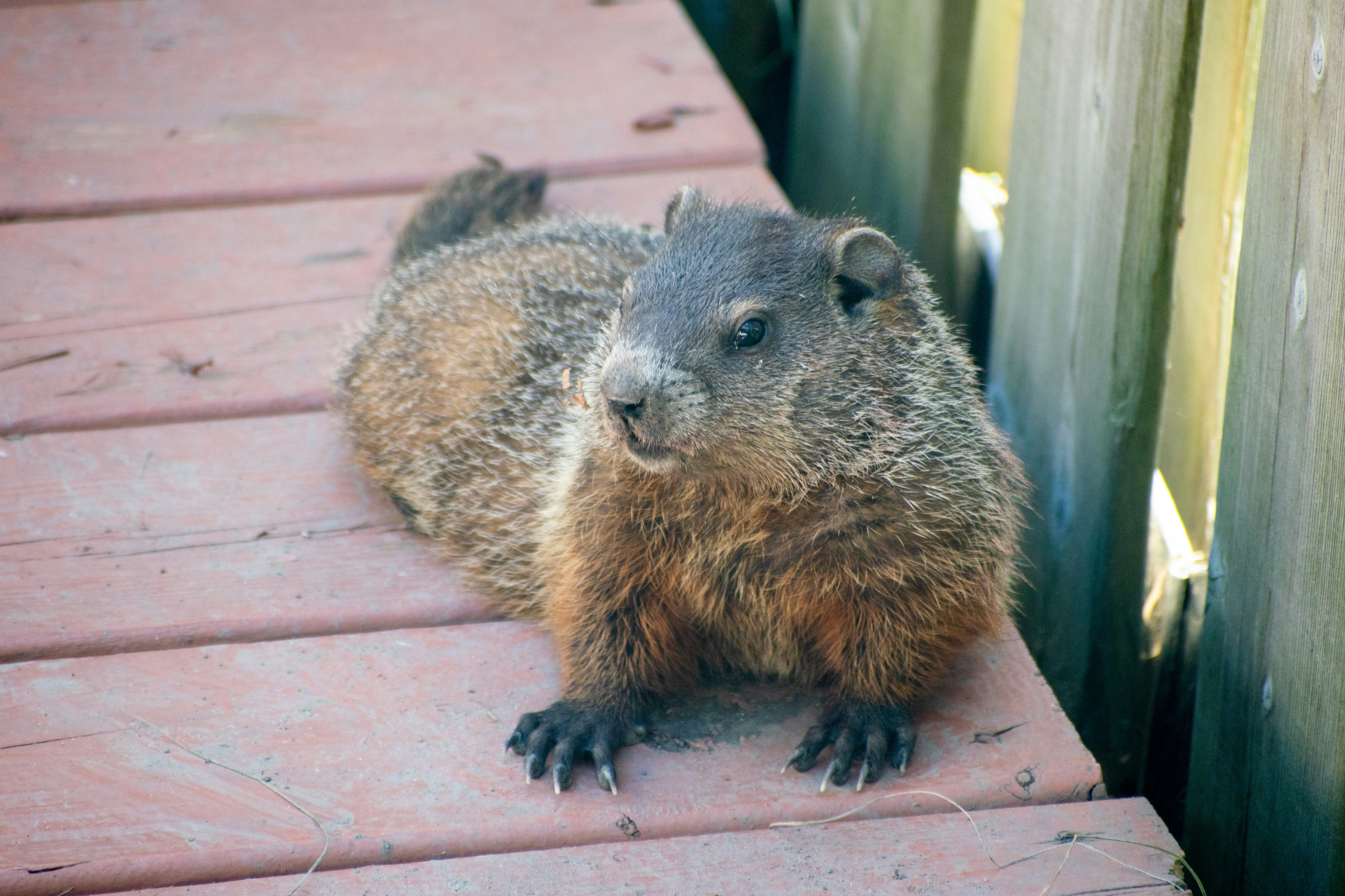 a furry animal sitting on a brick surface