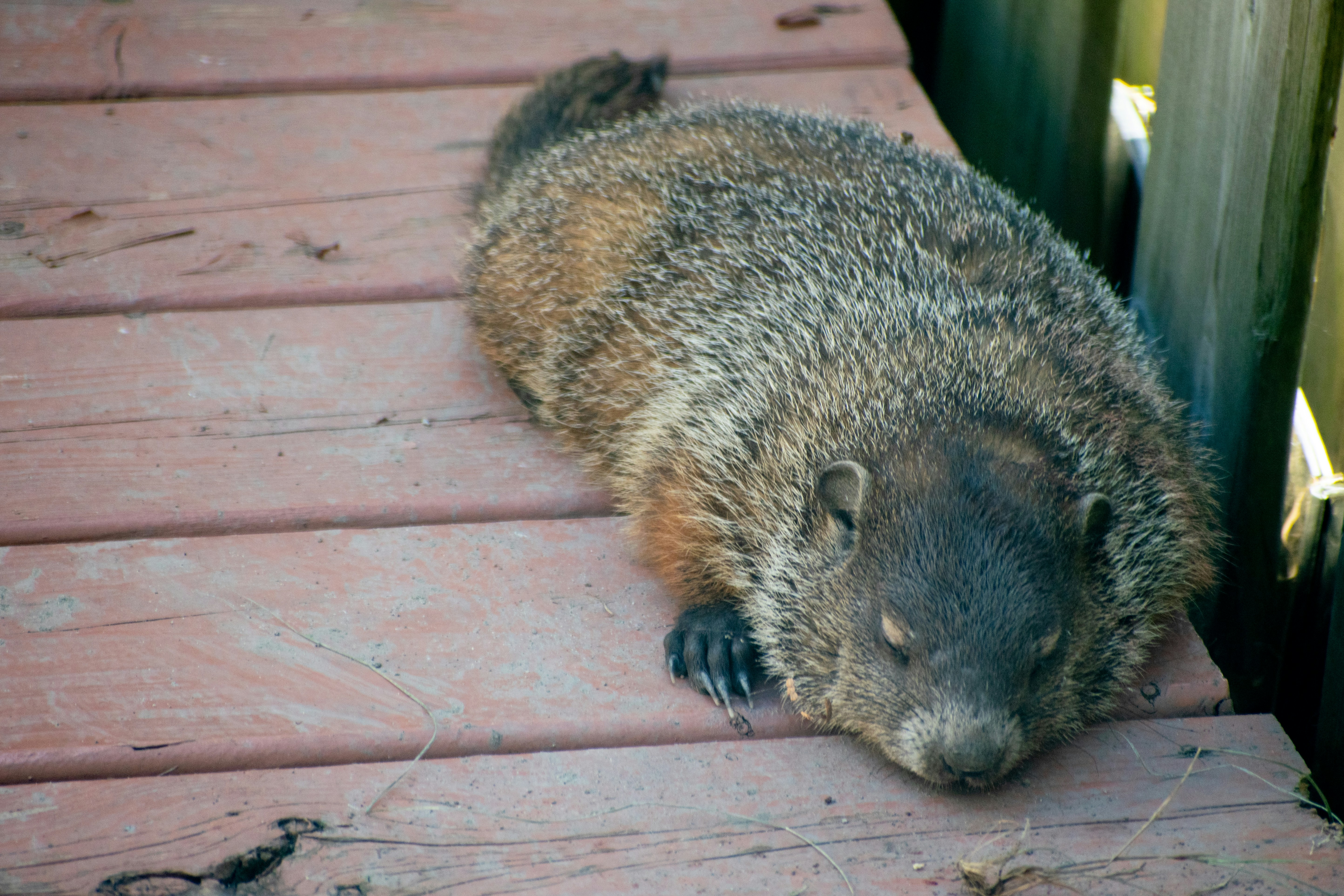 a raccoon on a wooden deck