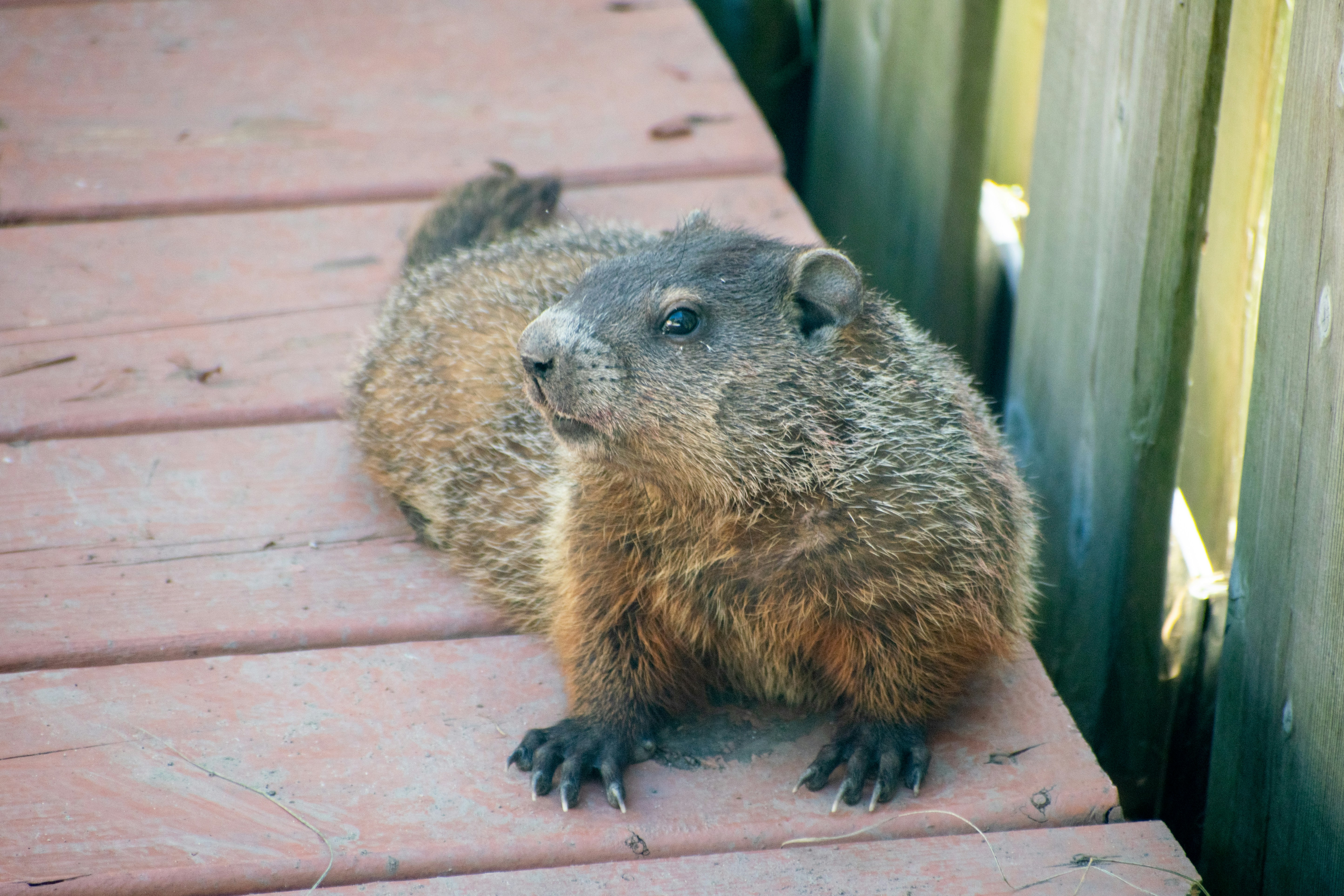 a small animal on a wooden surface