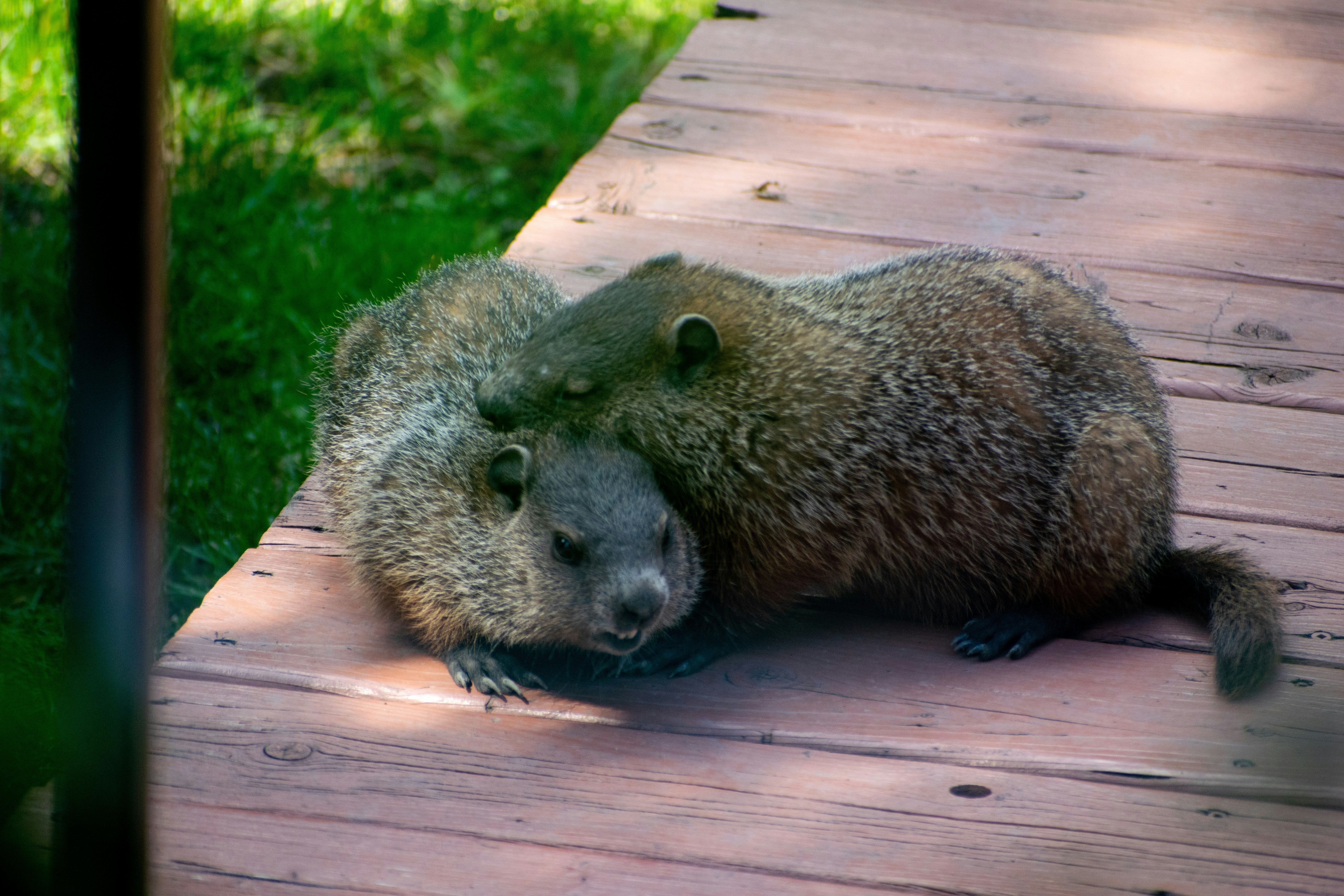 a small animal lying on a wood deck