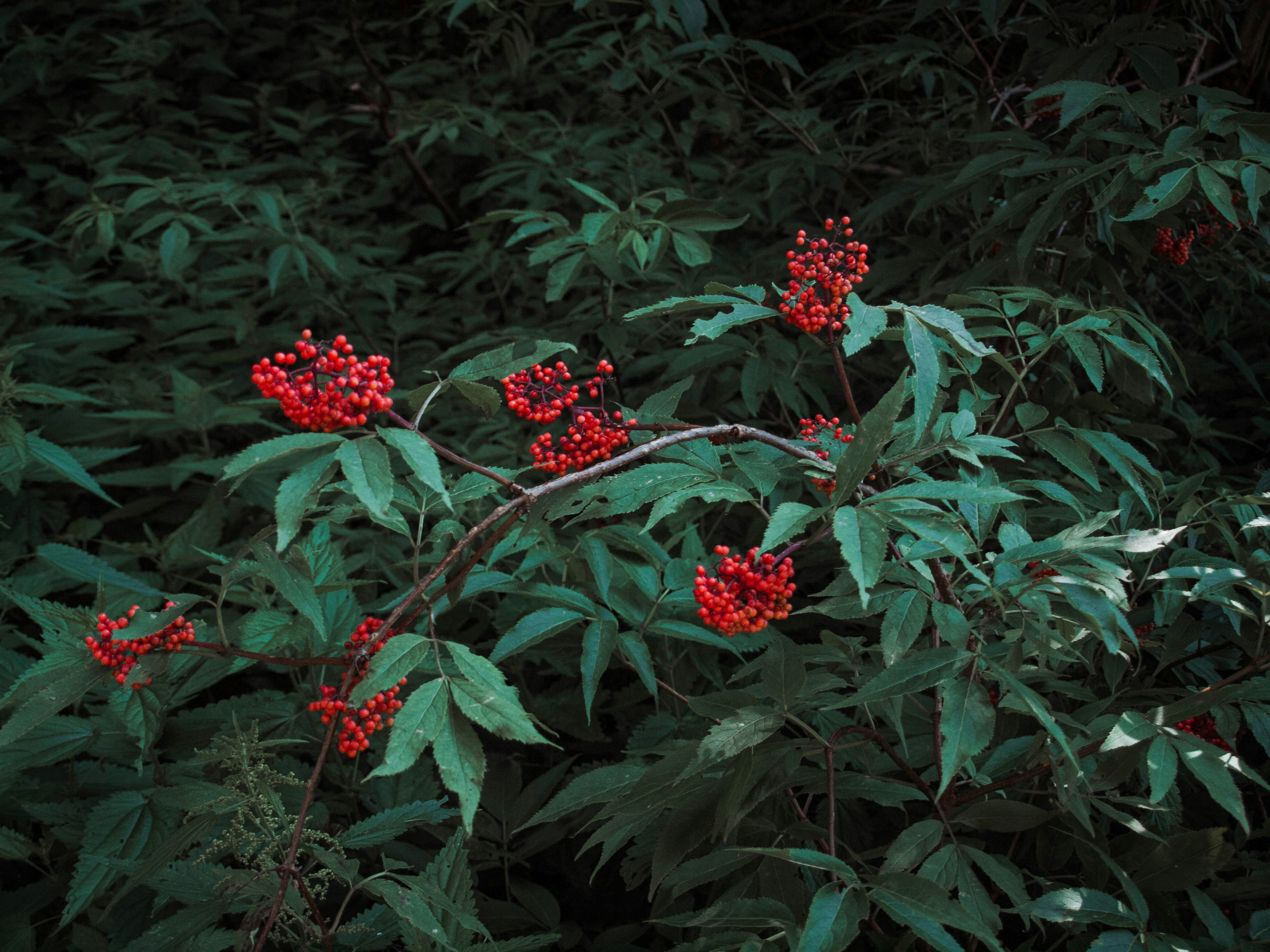 a group of red flowers on a bush