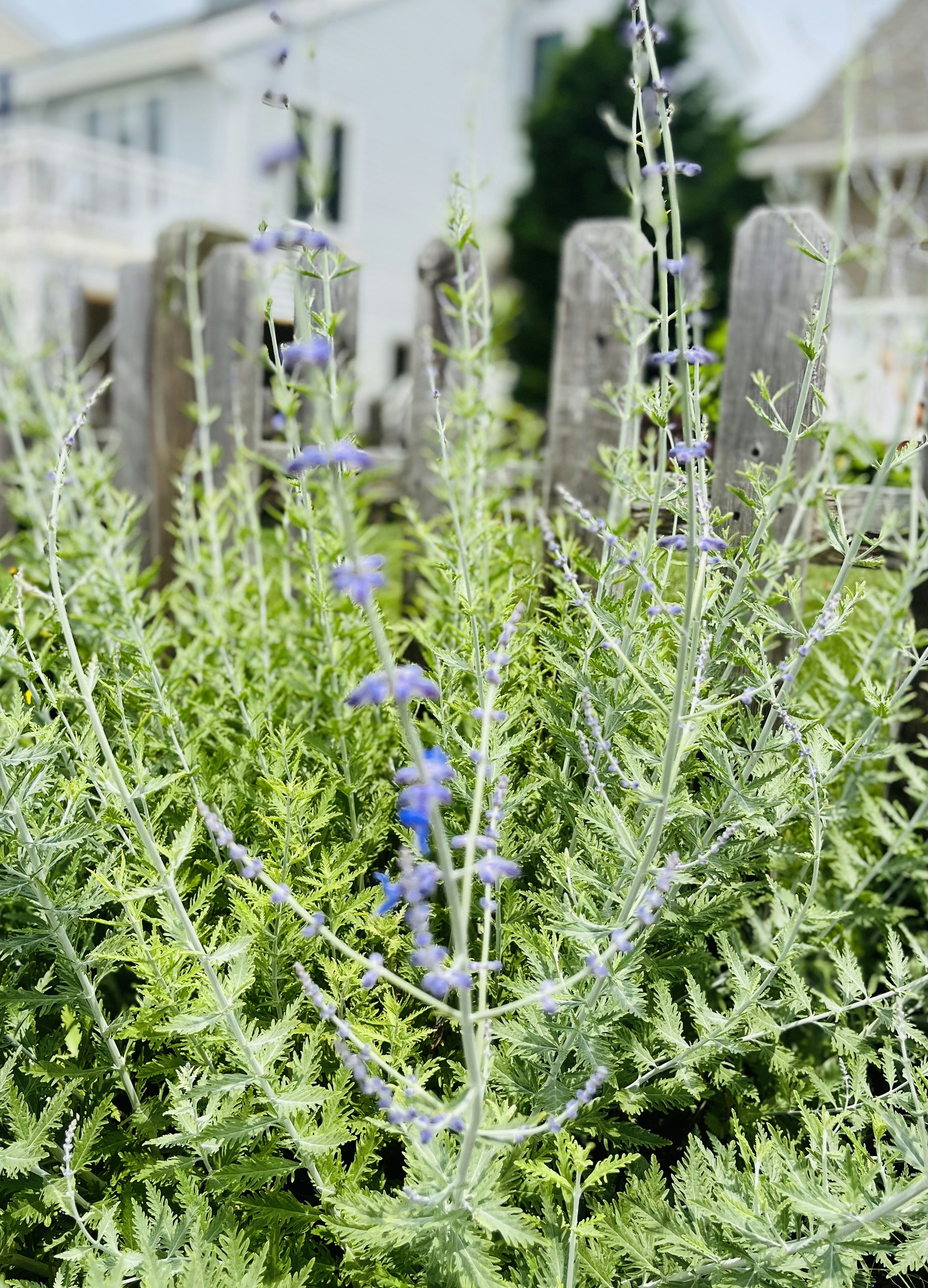 Photo by thelordismyshepherd23