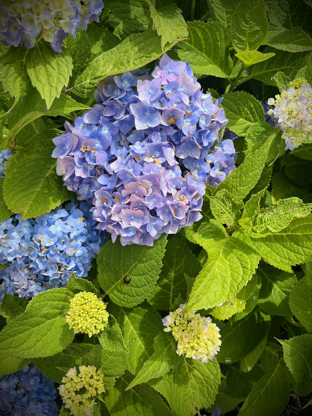 a group of flowers