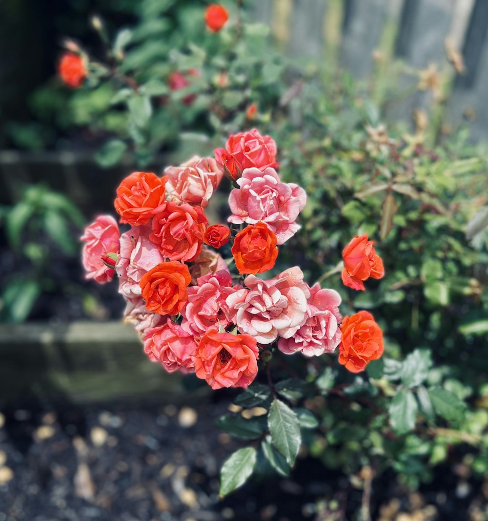 a group of flowers