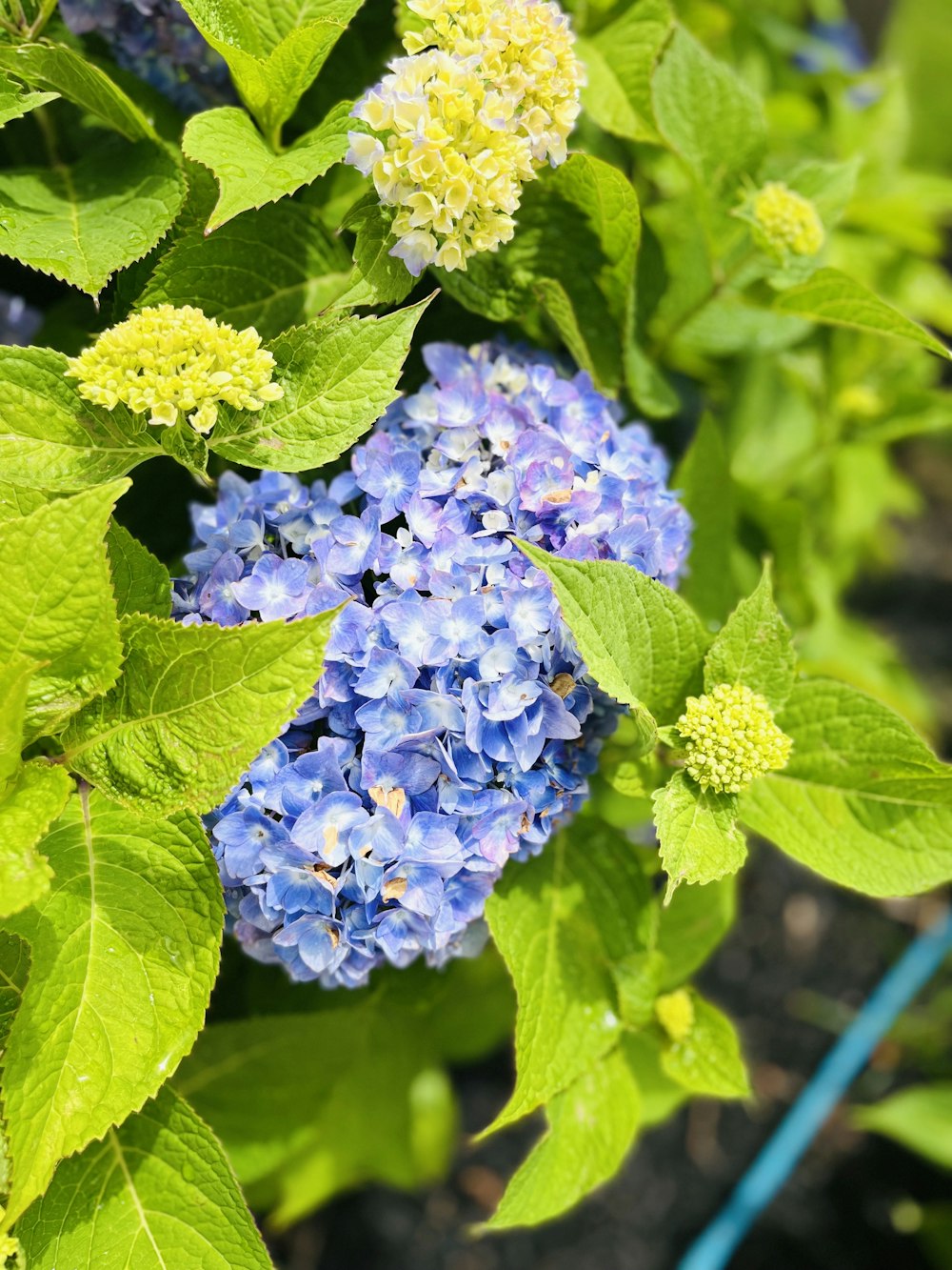 a group of flowers