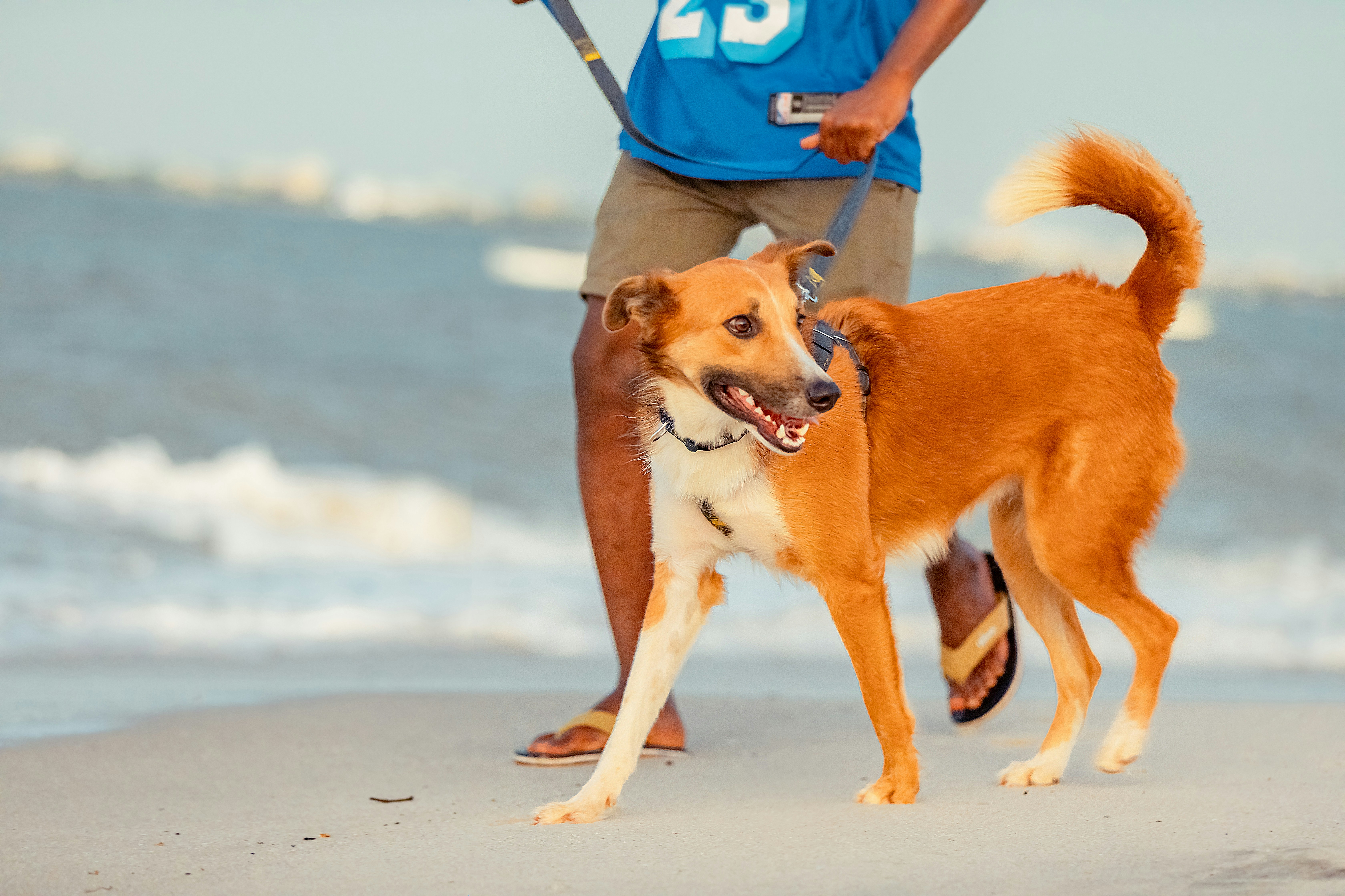Ginger dog on a lead walking on the beach