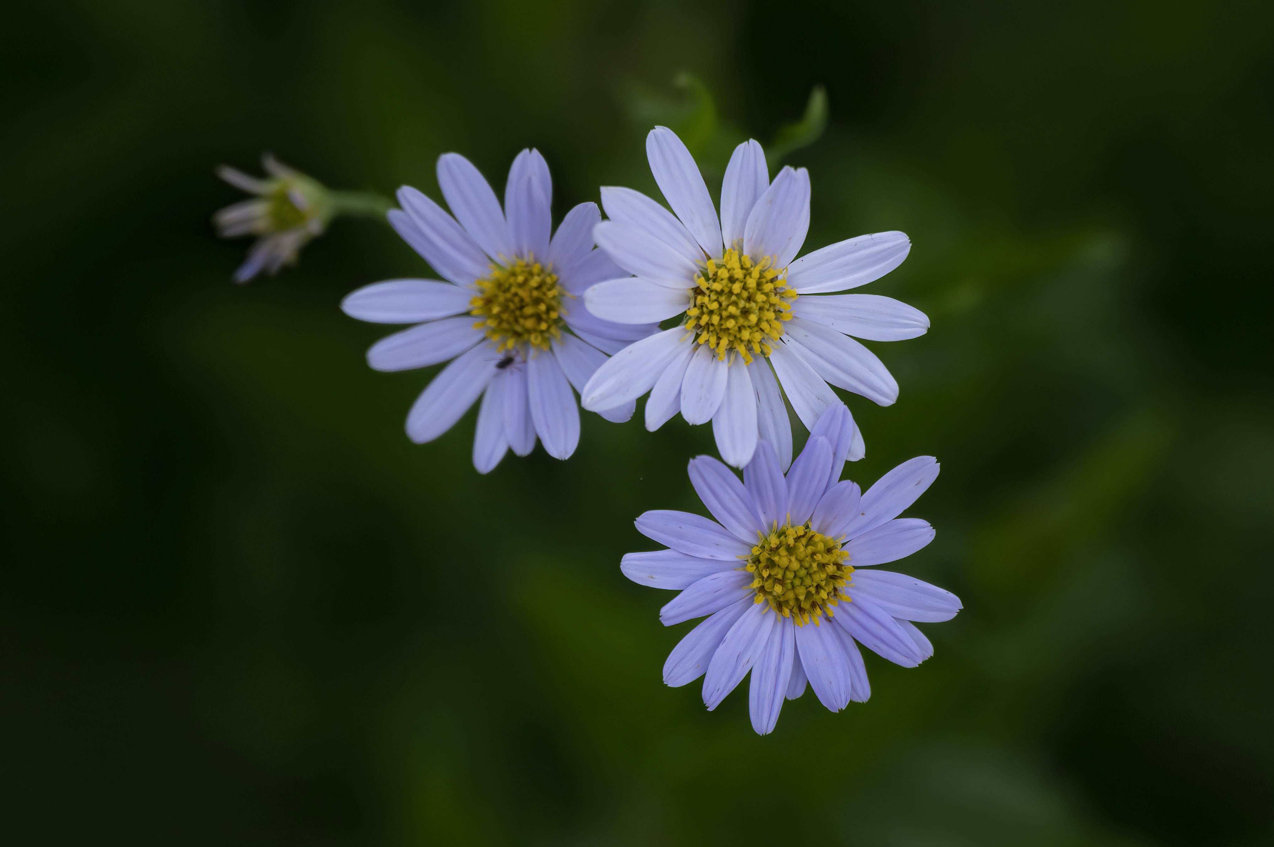 Photo by cholewinski