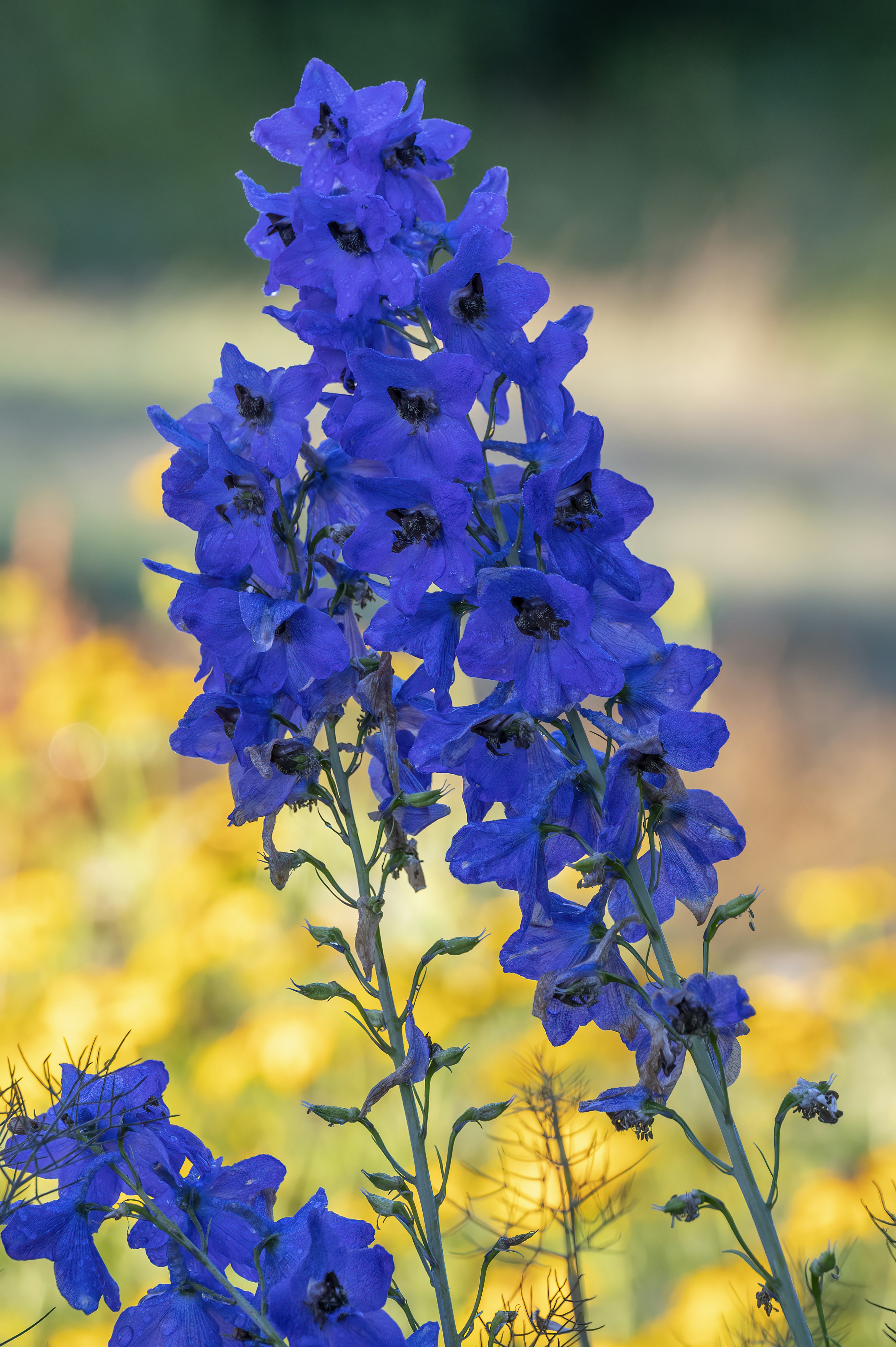 a close up of a flower