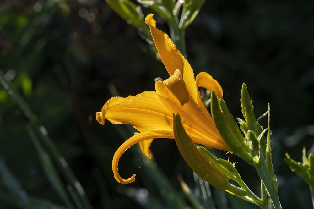 a yellow flower on a plant